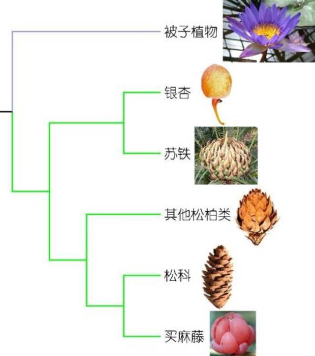 基于分子数据的现生种子植物谱系发育树。中科院南古所供图