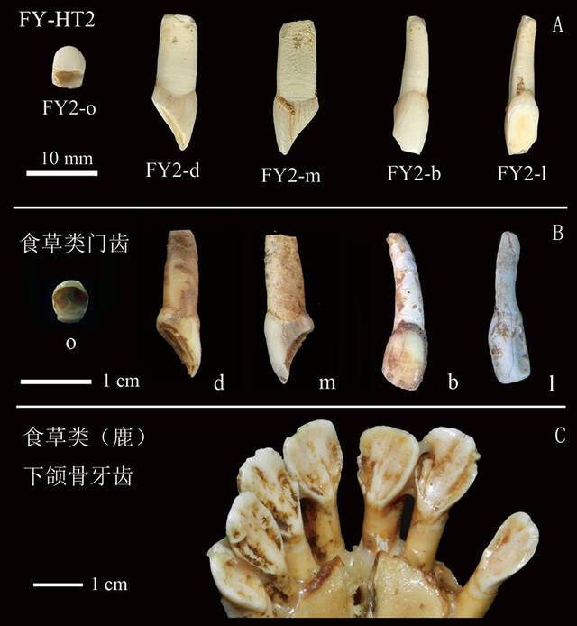 孙雪峰等在福岩洞发现的牙齿与鹿牙对比.（A）引自Sun et al. 2021；（B）道县2012年出土的鹿类门齿；（C）附着在现生鹿下颌骨上的门齿及犬齿