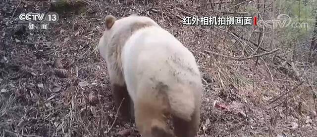 秦岭大熊猫国家公园再次拍到棕色大熊猫