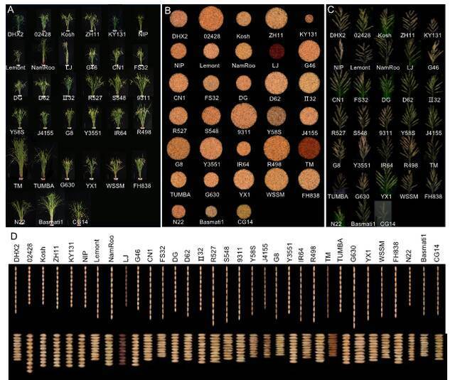 Cell发文！川农联合中科院团队在水稻研究中取得重大突破！