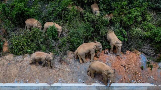 5月28日在云南省玉溪市峨山县境内拍摄的象群（无人机照片）。