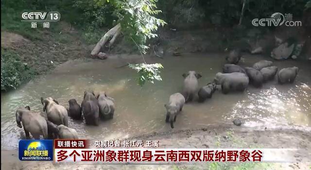 △2月16日《新闻联播》：多个亚洲象群现身云南西双版纳野象谷