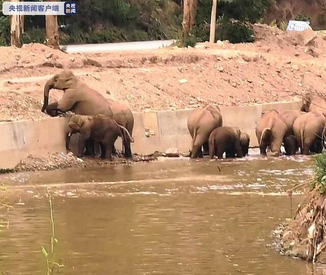 象群来投食点补充能量啦！距昆明辖区边缘近20公里