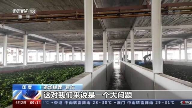 受新冠疫情和干旱影响 印度茶叶产量锐减