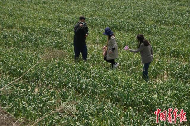 4月27日，华小莉和搭档唐思欧前往蒜苗地帮忙，蒜农求助找人帮忙免费抽蒜薹。