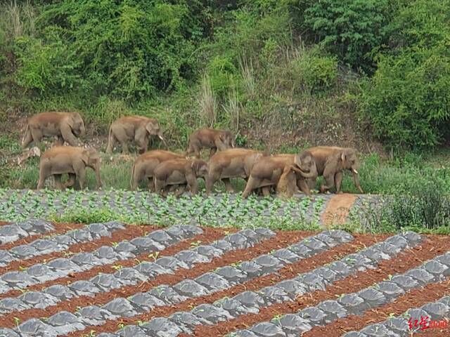 ↑或许是被食物引诱，15头大象从山坳里走出。