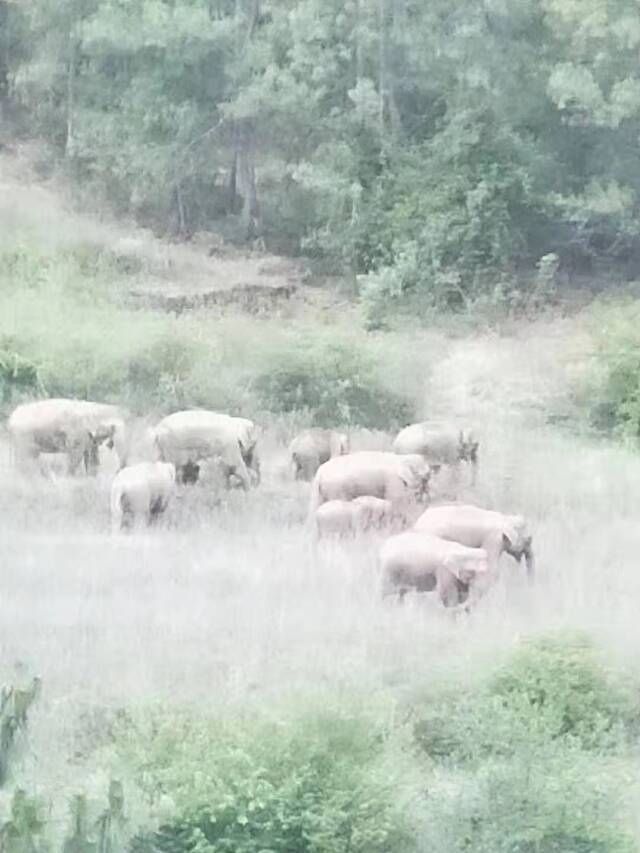 象群在草坝村附近的山上活动视频截图