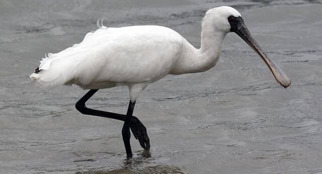 俄罗斯滨海边疆区最珍稀鸟类黑脸琵鹭（Platalea minor）数量有所增长