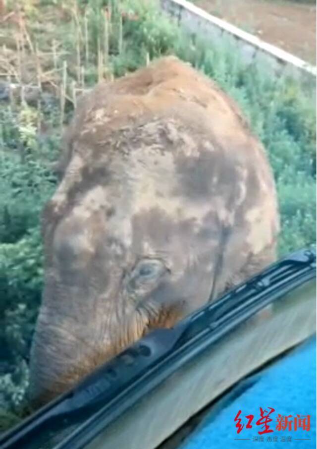 渣土车司机讲述围堵大象惊魂一幕：和它脸对脸足足10秒，既害怕又激动