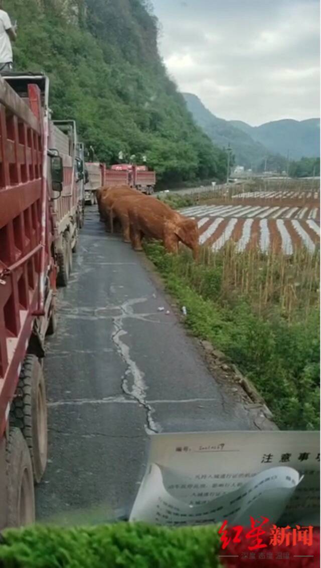 渣土车司机讲述围堵大象惊魂一幕：和它脸对脸足足10秒，既害怕又激动