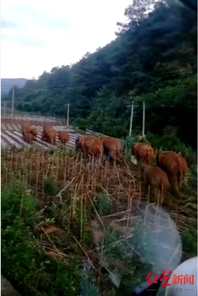 渣土车司机讲述围堵大象惊魂一幕：和它脸对脸足足10秒，既害怕又激动