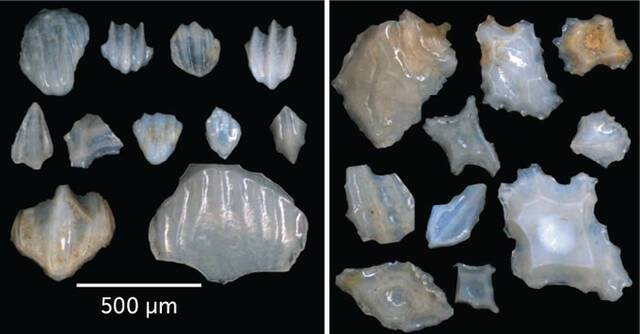 新研究披露1900万年前中新世早期地球海洋中的鲨鱼濒临灭绝