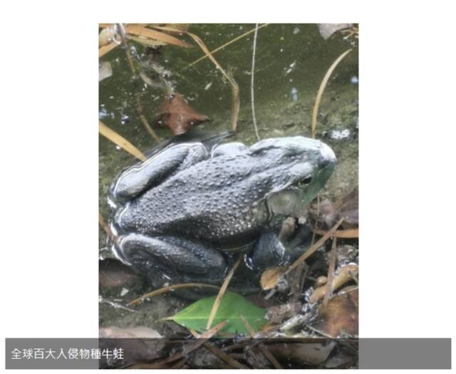 澳门多地发现被列为全球百大外来入侵物种的美洲牛蛙 官方呼吁市民切勿随意放生
