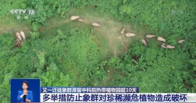 亚洲象群因江水上涨渡江失败滞留西双版纳热带植物园