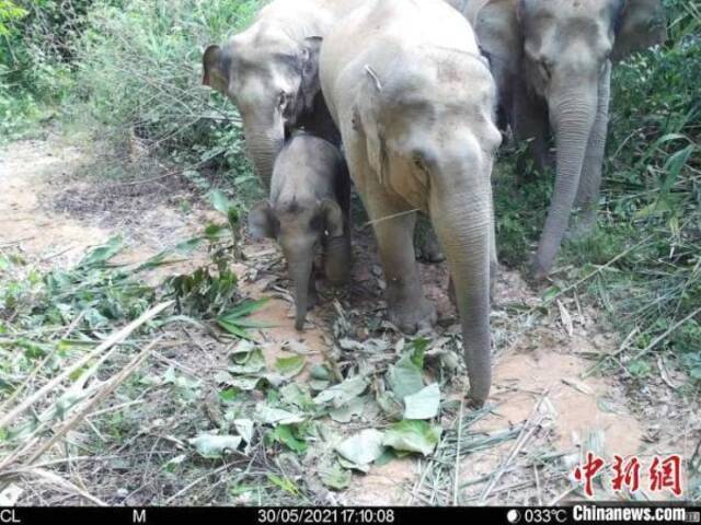 ▲监测到的野生亚洲象群。图据中新网