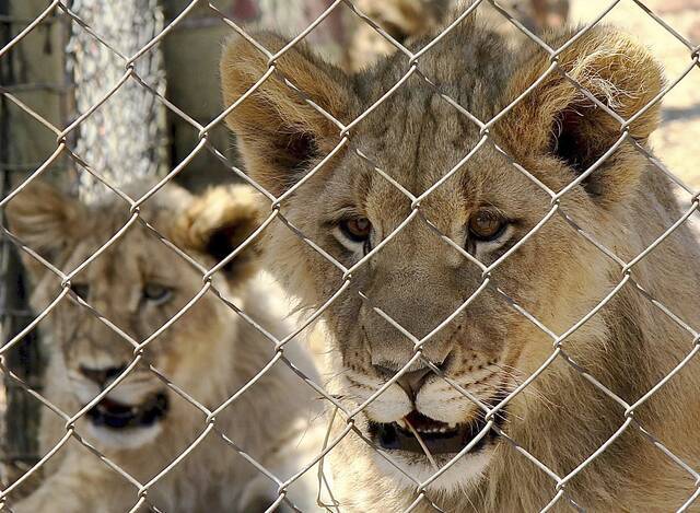 印度一只9岁母狮感染新冠后死亡 另有8只确诊