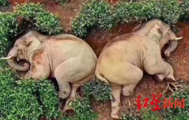 ▲被误传的“小象醉倒”照片，实为此前江城县的两头野象在嬉戏休息。图据网络