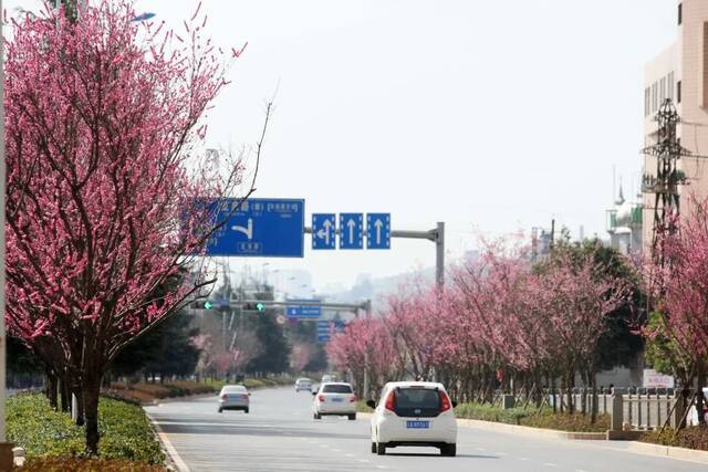 只知道蓝花楹大道？昆明还有数十条花树大街等你打卡！