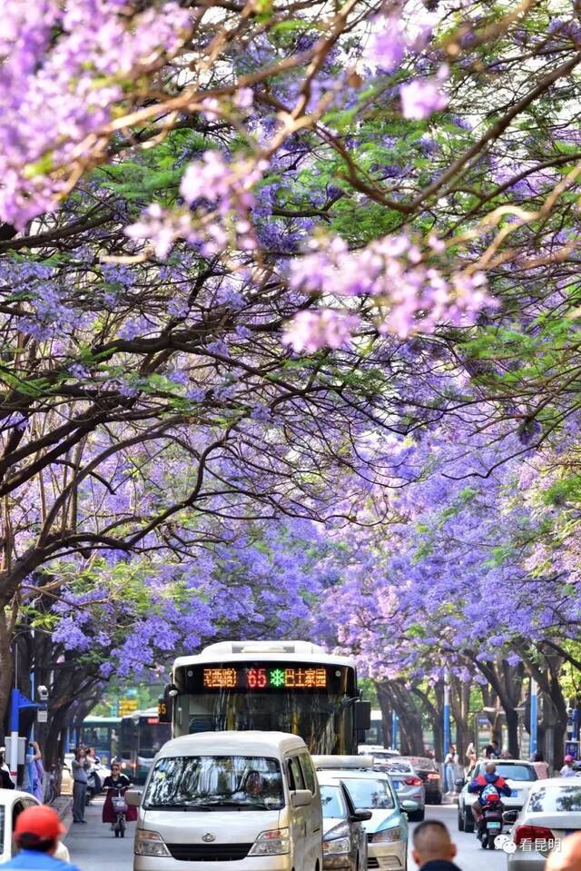 只知道蓝花楹大道？昆明还有数十条花树大街等你打卡！