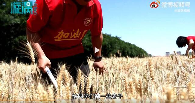河北保定泽龙实验中学校长为高三学子割回一捆麦子。微博视频截图