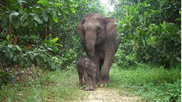 苏门答腊象。（WWF）