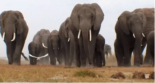纪录片《象：兽群中的窥探》剧照。