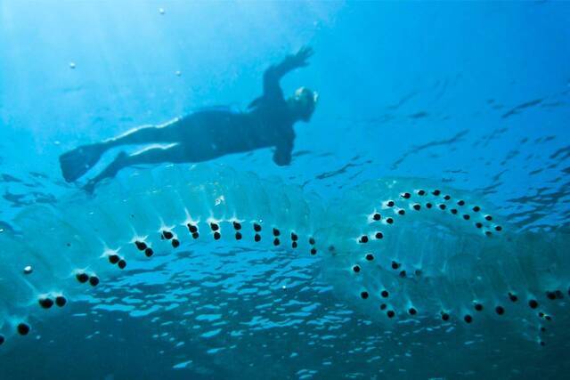 奇怪海洋生物海樽可能会改善海洋生态系统的健康状况