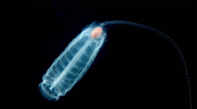 奇怪海洋生物海樽可能会改善海洋生态系统的健康状况