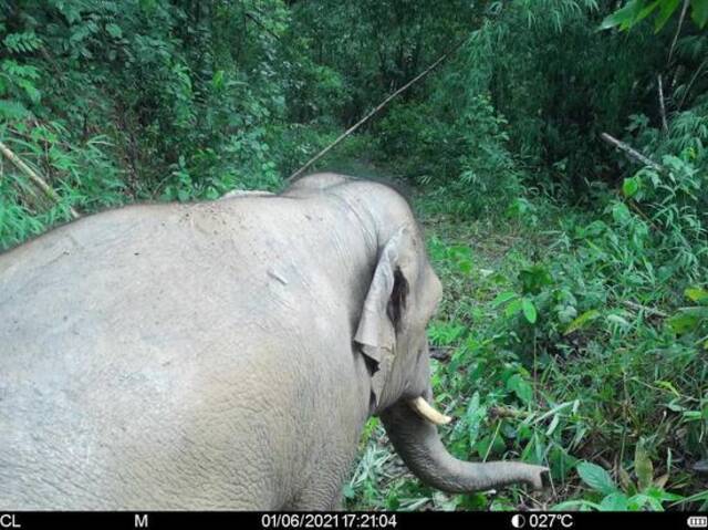 红外相机拍摄的亚洲象中科院西双版纳热带植物园邓云摄