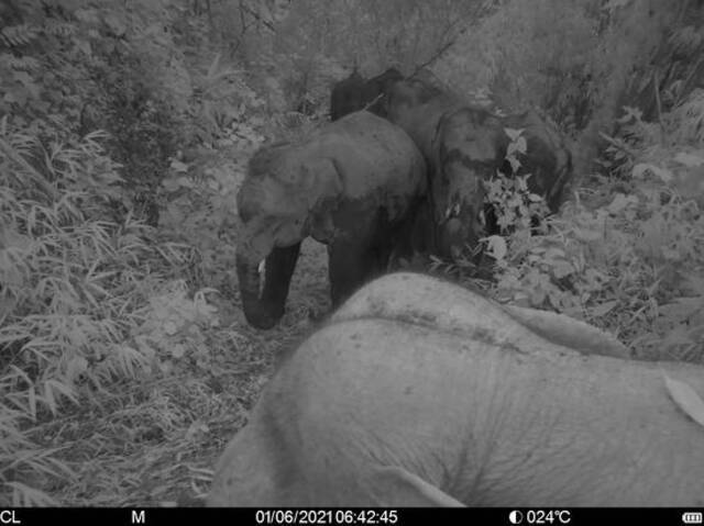 红外相机拍摄的亚洲象中科院西双版纳热带植物园邓云摄
