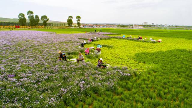 山西省右玉县丁家窑乡的农户正在收割“小香葱”。辛泰/摄