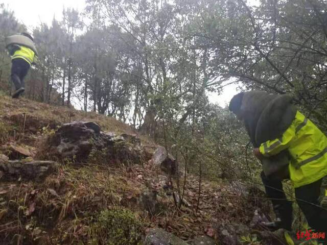 12人上山找牦牛突遇暴雨被困原始森林，近百人出动紧急救援 官方通报：全部获救