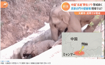 成年象帮助沟里的小象截自日本TBS电视台YouTube报道