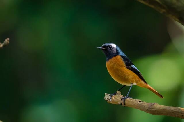 东莞有记录的200多种鸟儿，大部分来自这班“鸟人”的镜头