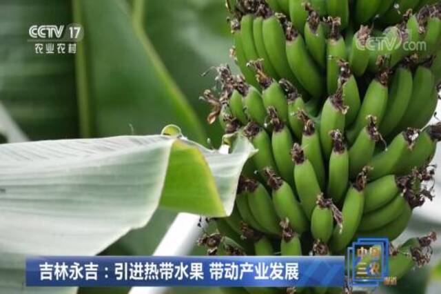 吉林永吉:引进热带水果 带动产业发展