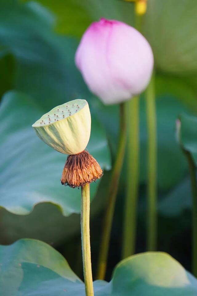 荷！赏尽一池清趣