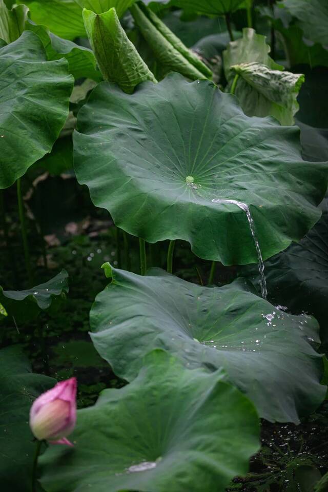 荷！赏尽一池清趣