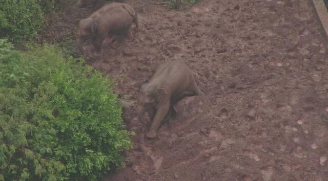 玩泥巴、红泥浴！云南北迁象群解锁雨中最嗨娱乐姿势！