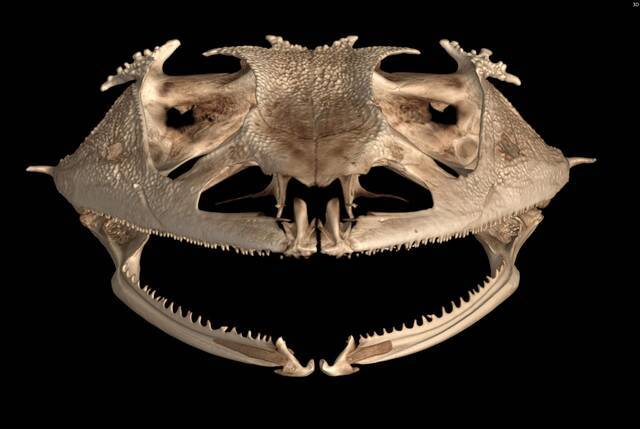 研究发现青蛙在进化过程中牙齿脱落超过20次在几百万年重新进化出牙齿