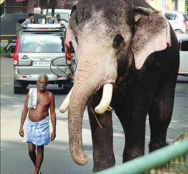 印度象夫因癌症去世大象Brahmadathan徒步24公里来到相识25年好友家中参加丧礼