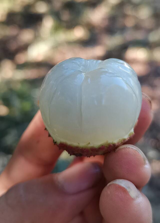 灵山县千年古荔的荔枝。