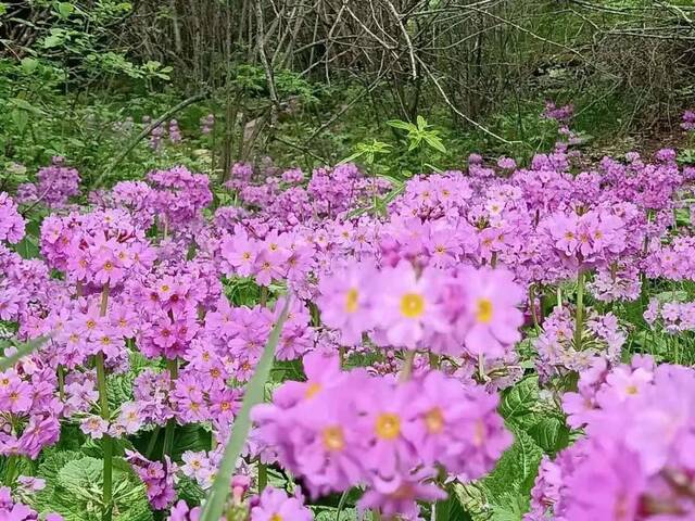 川东灯台报春花傅春蓉供图