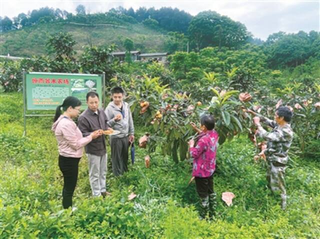 重庆专项监督护航乡村振兴 围绕资金项目查风险