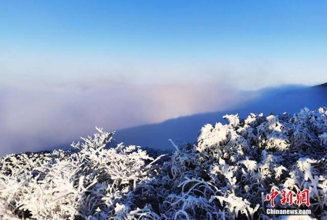 资料图：梵净山形成云雾翻滚的云海景观。李鹤摄