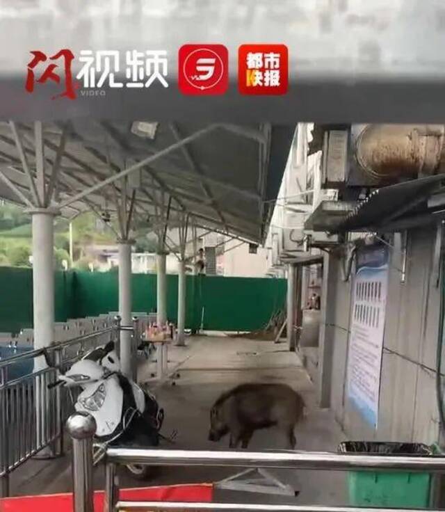 野猪大闹驾校，学员躲在车上不敢下来！没想到最后它竟…