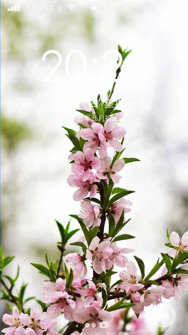 端午送“蜜粽”｜夏日壁纸，我好“粽”意“理”！