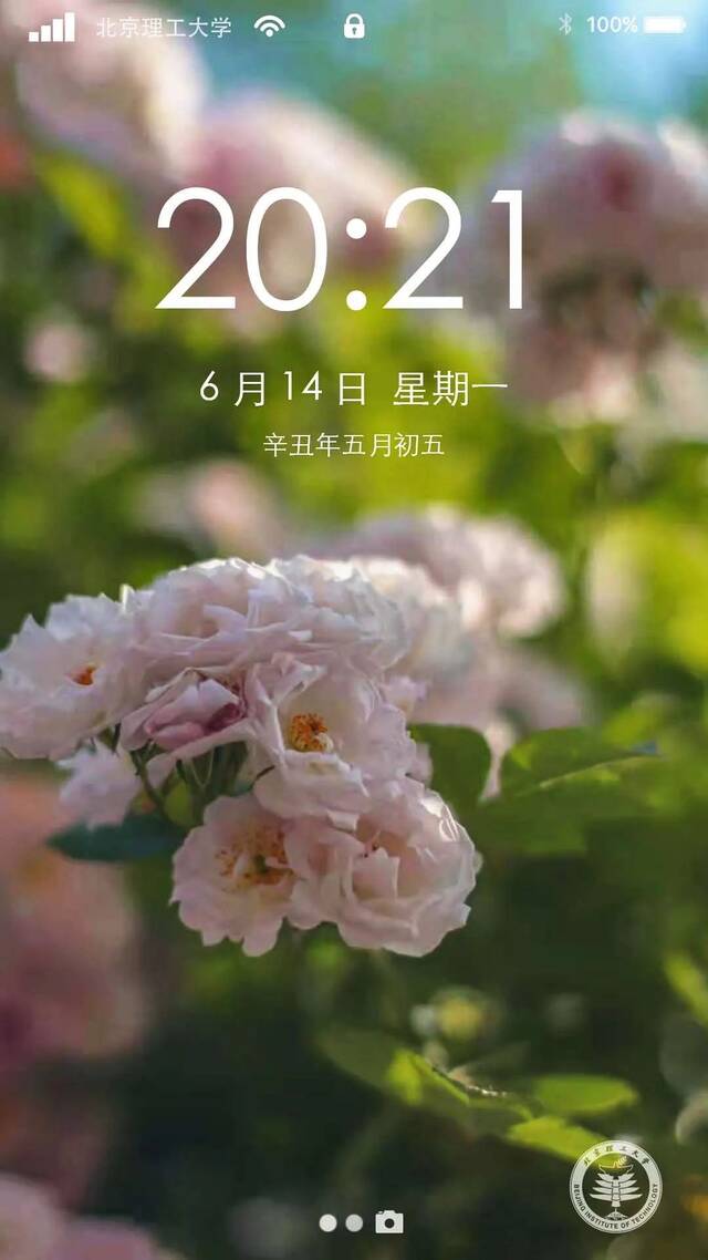 端午送“蜜粽”｜夏日壁纸，我好“粽”意“理”！