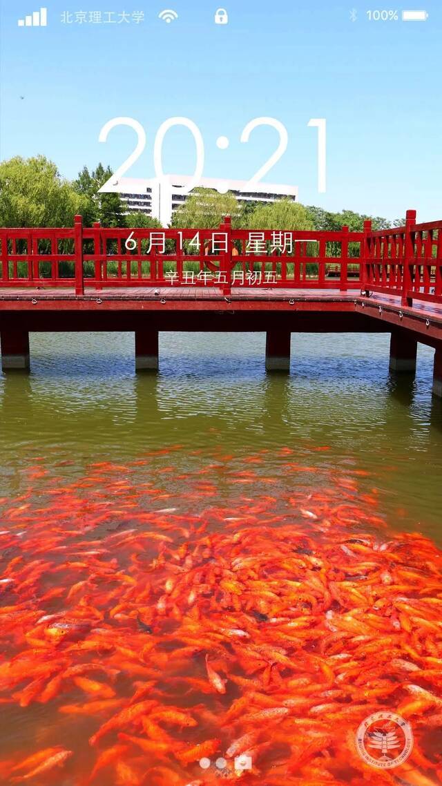 端午送“蜜粽”｜夏日壁纸，我好“粽”意“理”！