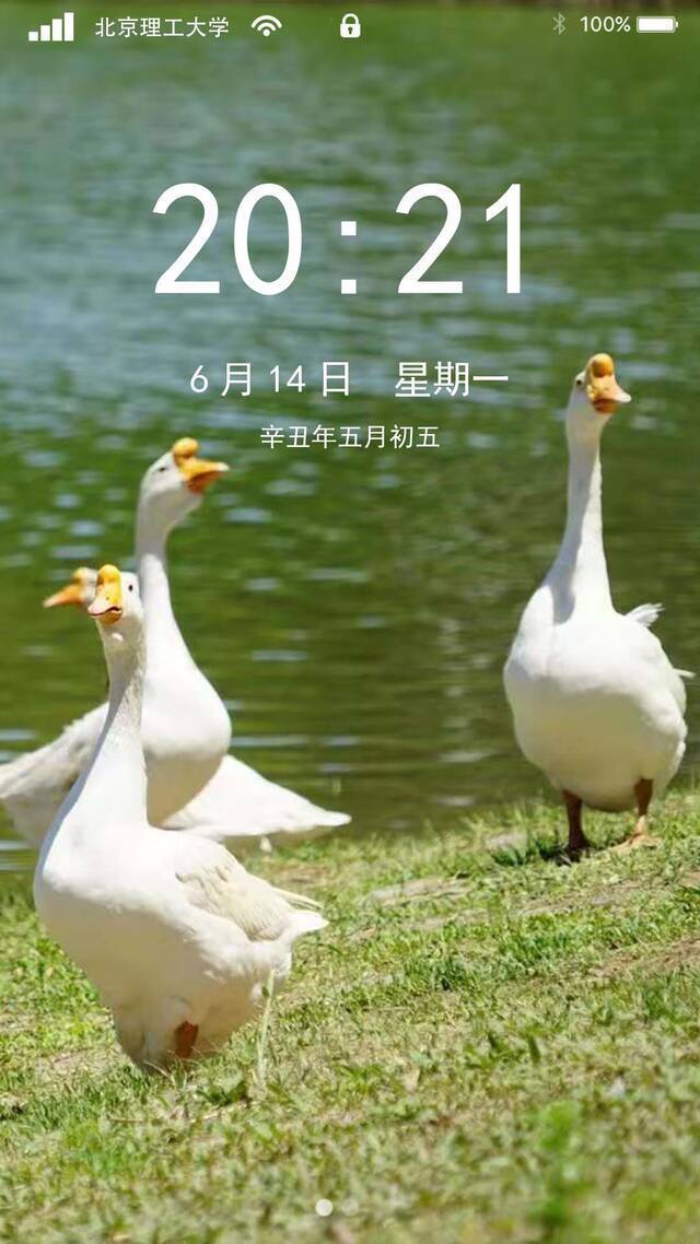 端午送“蜜粽”｜夏日壁纸，我好“粽”意“理”！