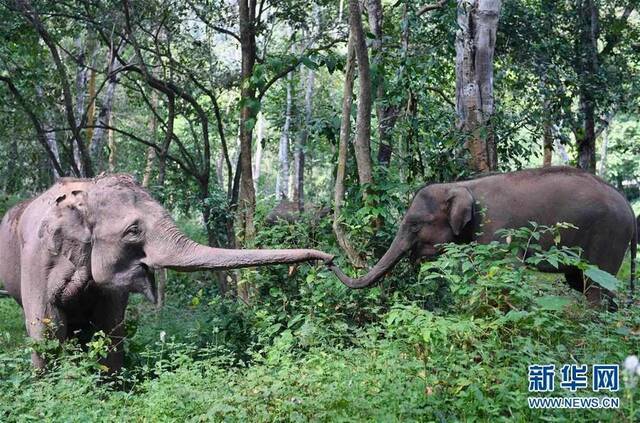 在云南亚洲象种源繁育及救助中心附近，两只亚洲象参加野化训练。新华社记者杨宗友摄